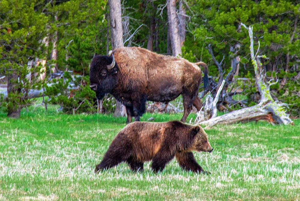 Wildlife and Ecosystem